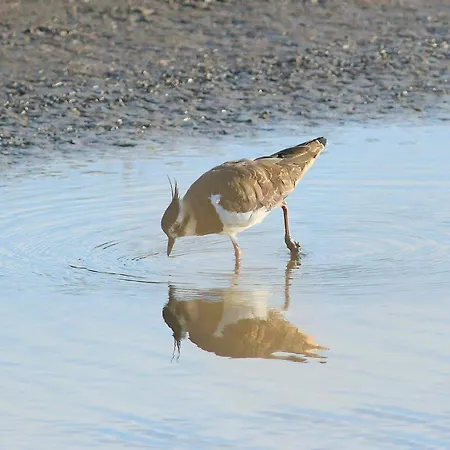 شقة 5 Person In Hojer-by Traum